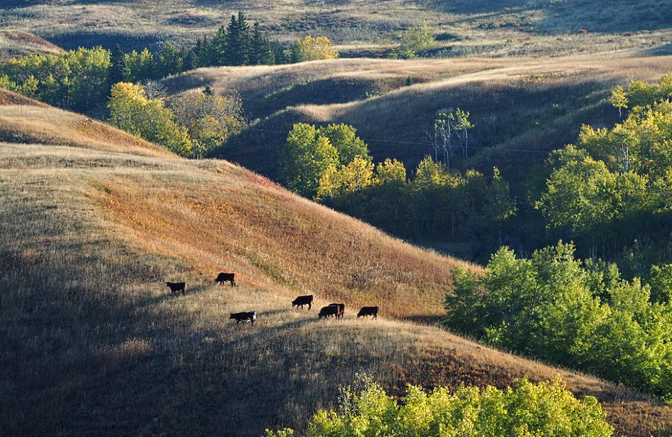 Glenbow Ranch park grasslands