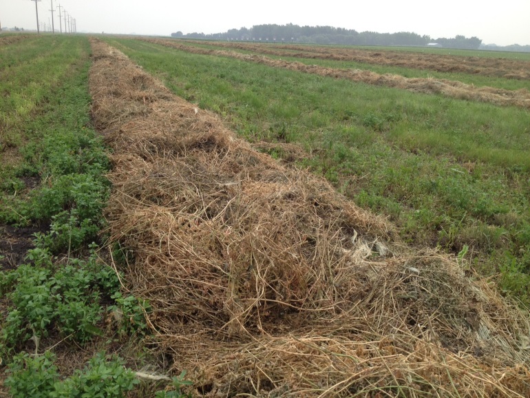 forage