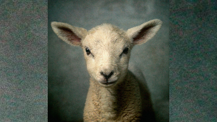 Lamb, the cover of LION from Elevation Worship