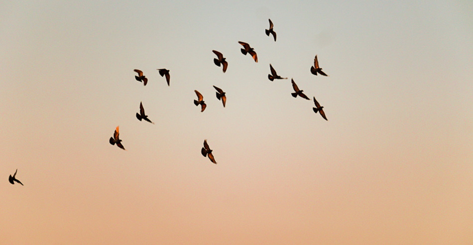 Birds flying in sky