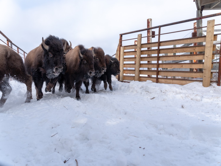 Wood bison in a handling facility at Elk Island National Park. 