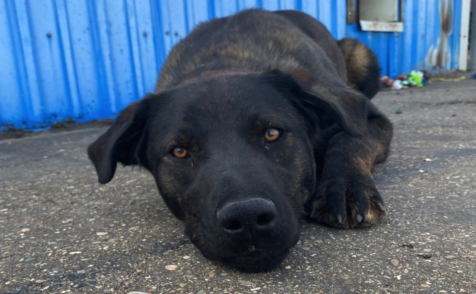 A large black dog laying on the pavement.