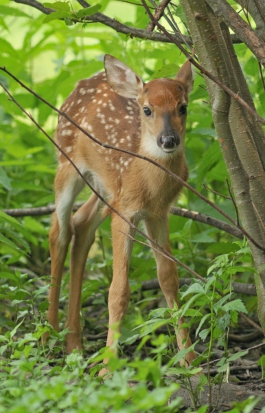 White tailed fawn