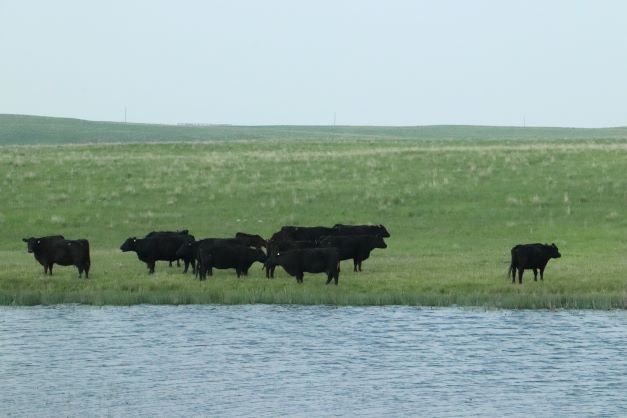 black angus cattle on pasture beside a dugout filled with water