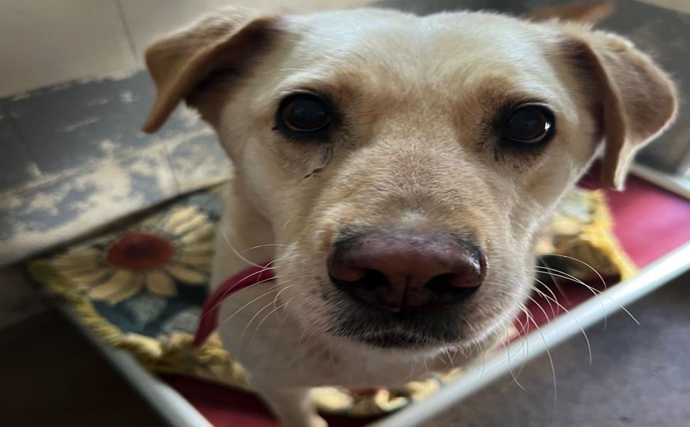 A blonde coloured dog.