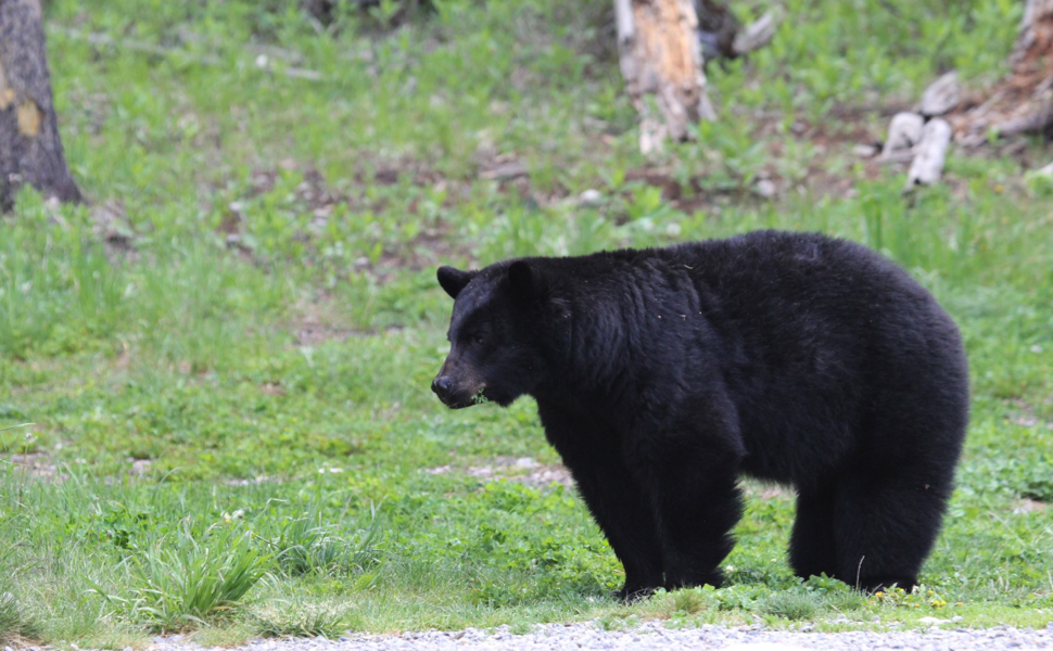 black bear