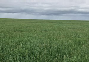 Standing hay southwest of Weyburn, Sk