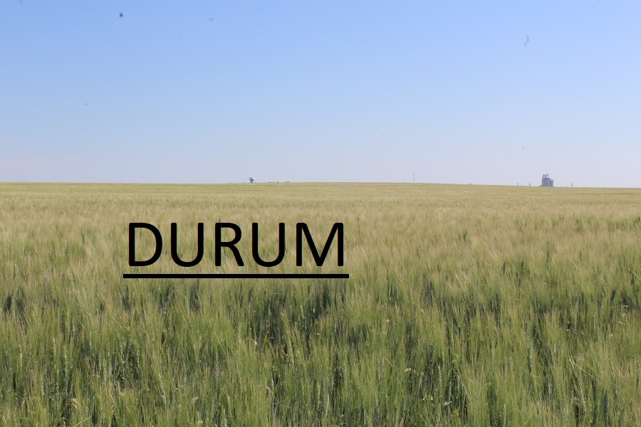 durum july 2022 crop check