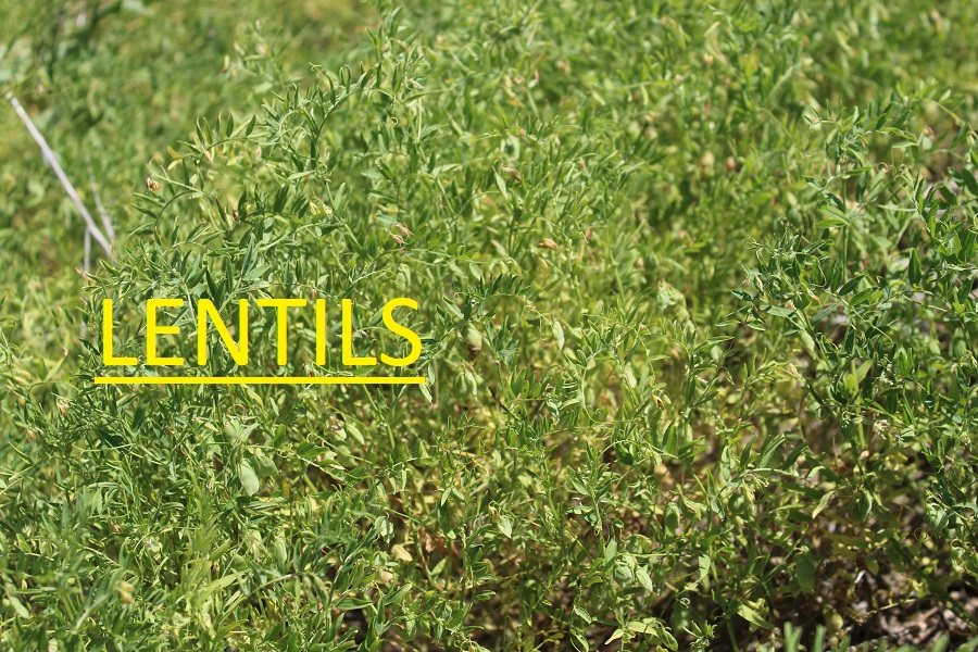 lentils field peas pulses