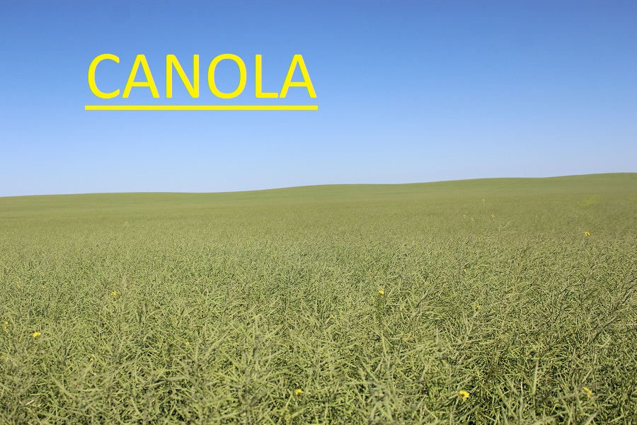 canola harvest clear skies