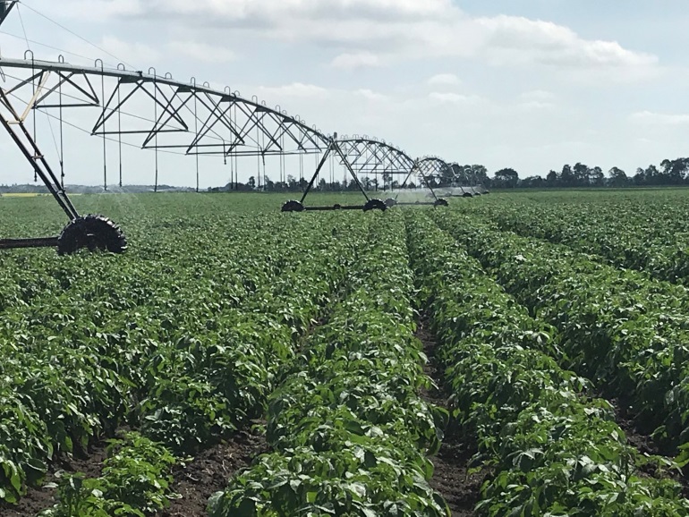 Irrigation pivot in a crop of potatoes