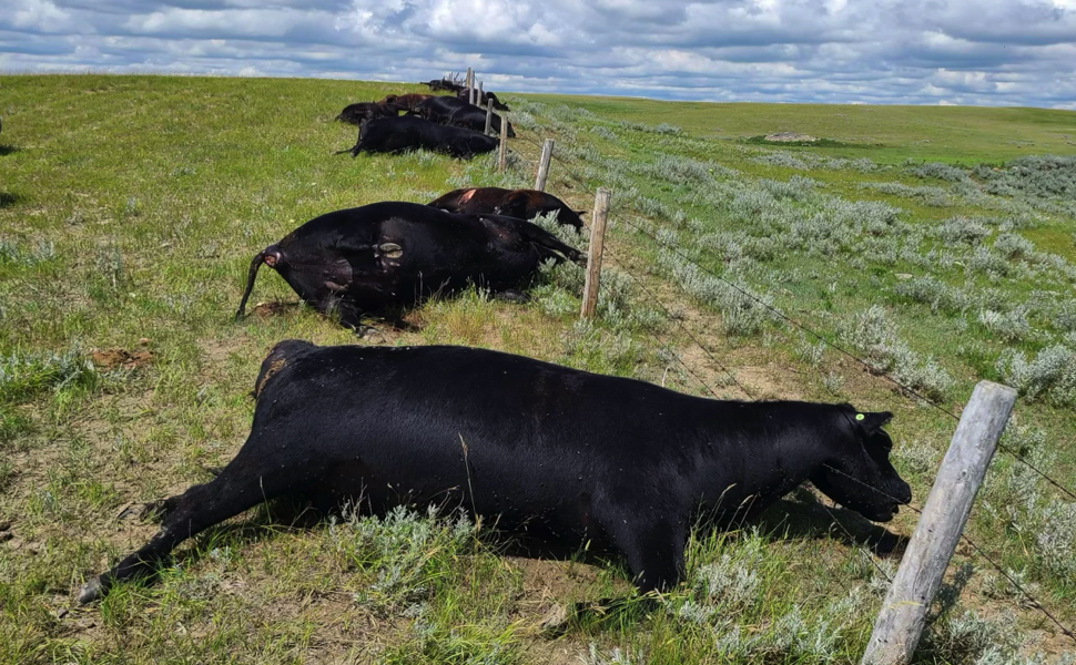 Cattle struck by lightning