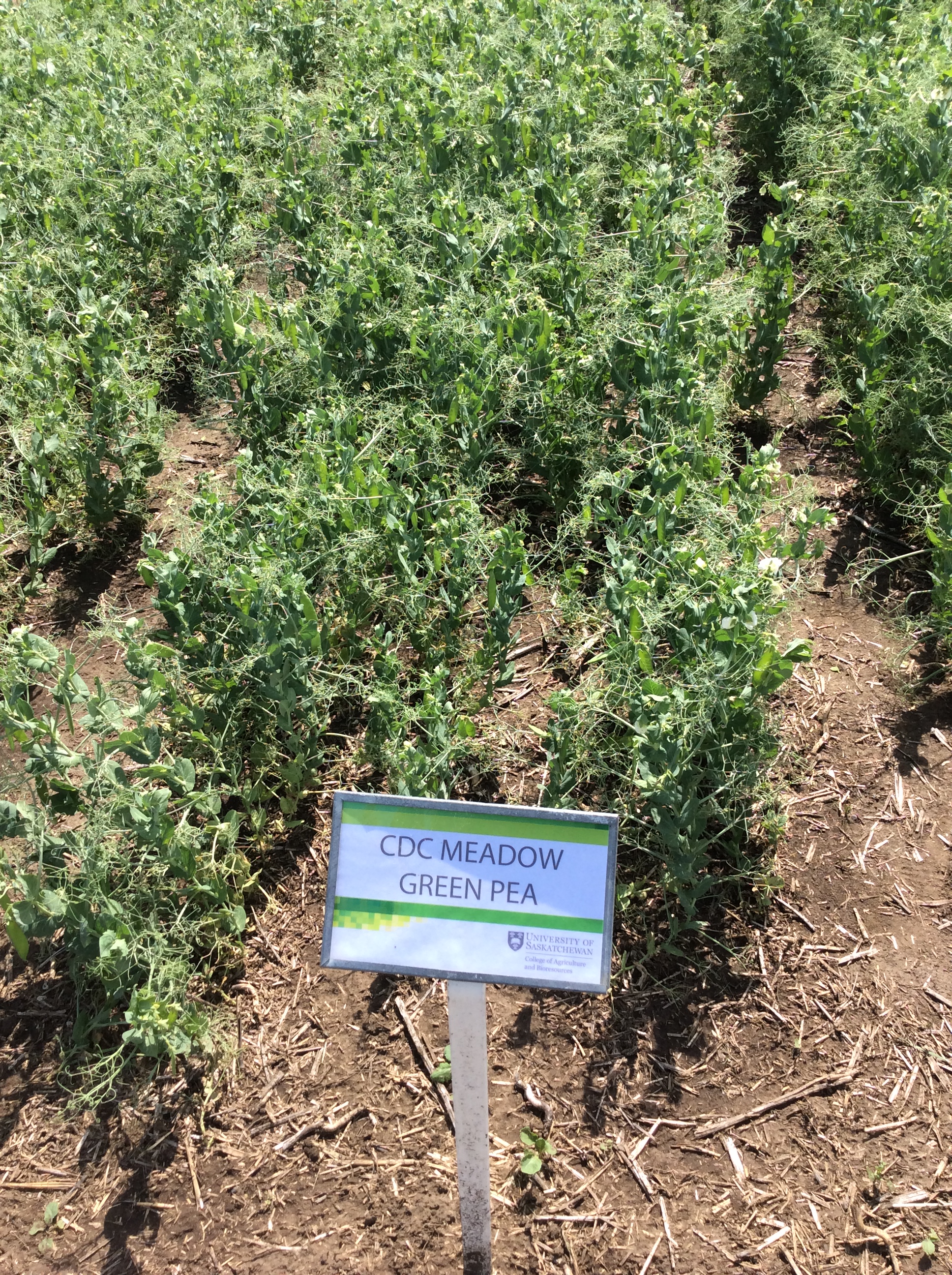 CDC Meadow Green Pea variety growing in a field