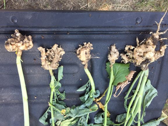clubroot plants showing swelling or gall development on the roots