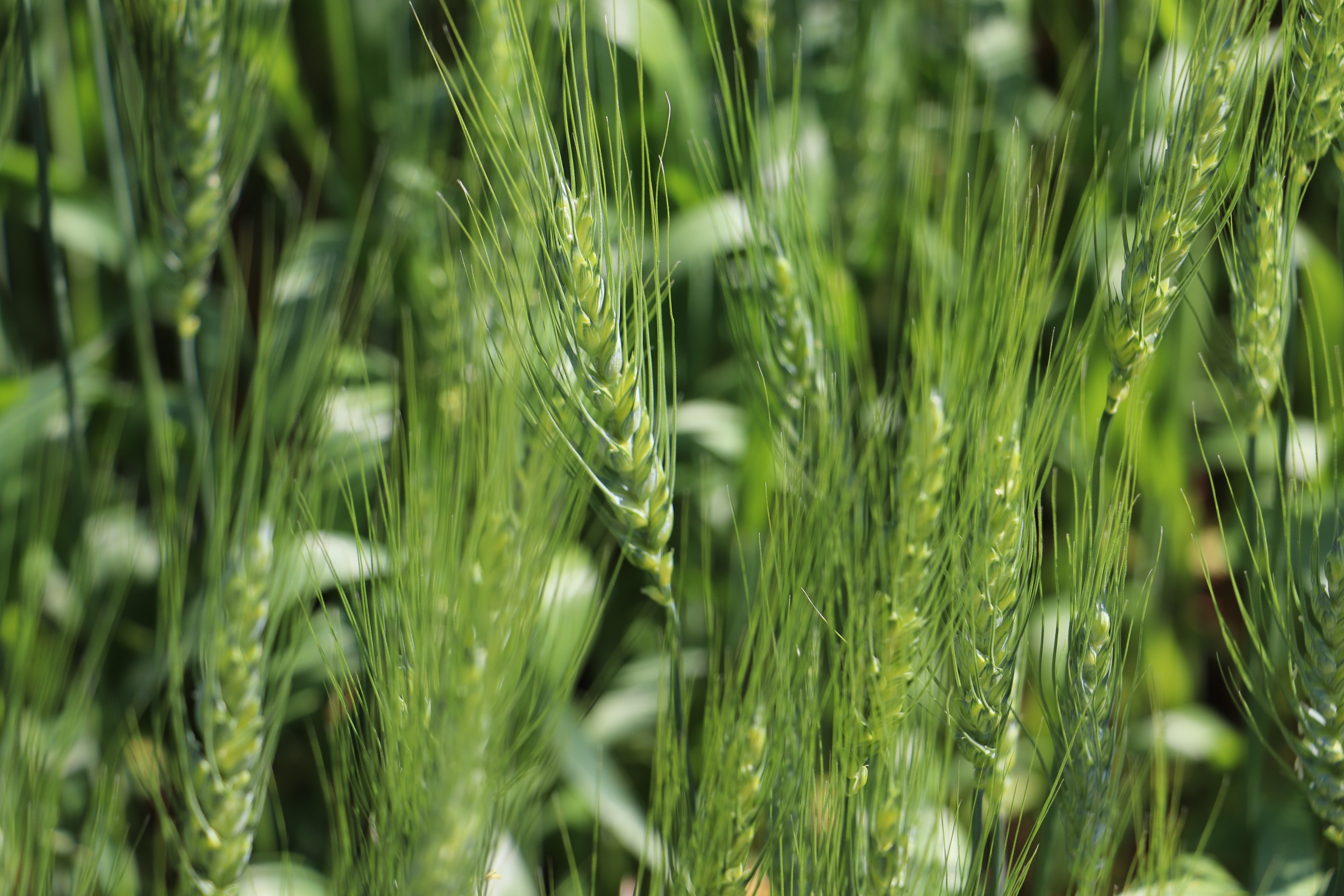 wheat field