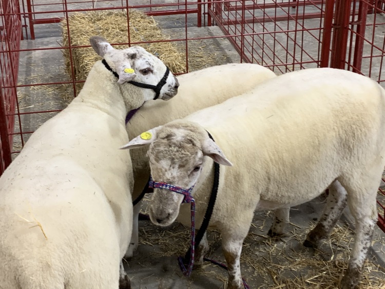 sheep show 