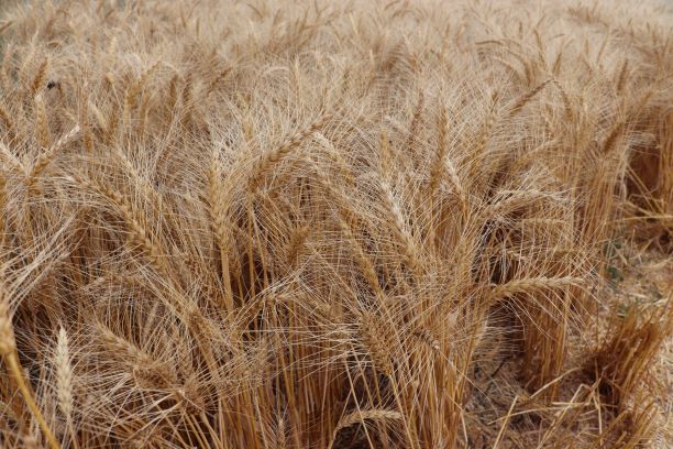 wheat field