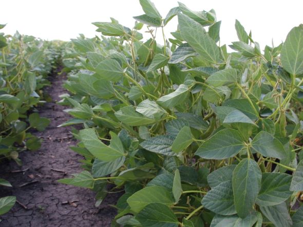 soybean crop in a field