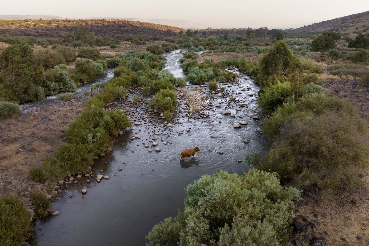 An aerial shot of a very small shallow river in the wilderness with low lying shrubs. A brown cow can be seen walking through the river in the lower half of the photo
