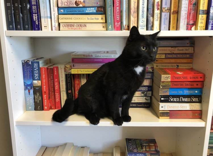 Moose Jaw Humane Society - cat on a book self