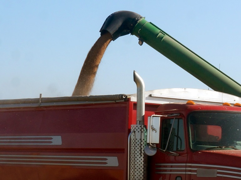 auger unloading grain into truck box