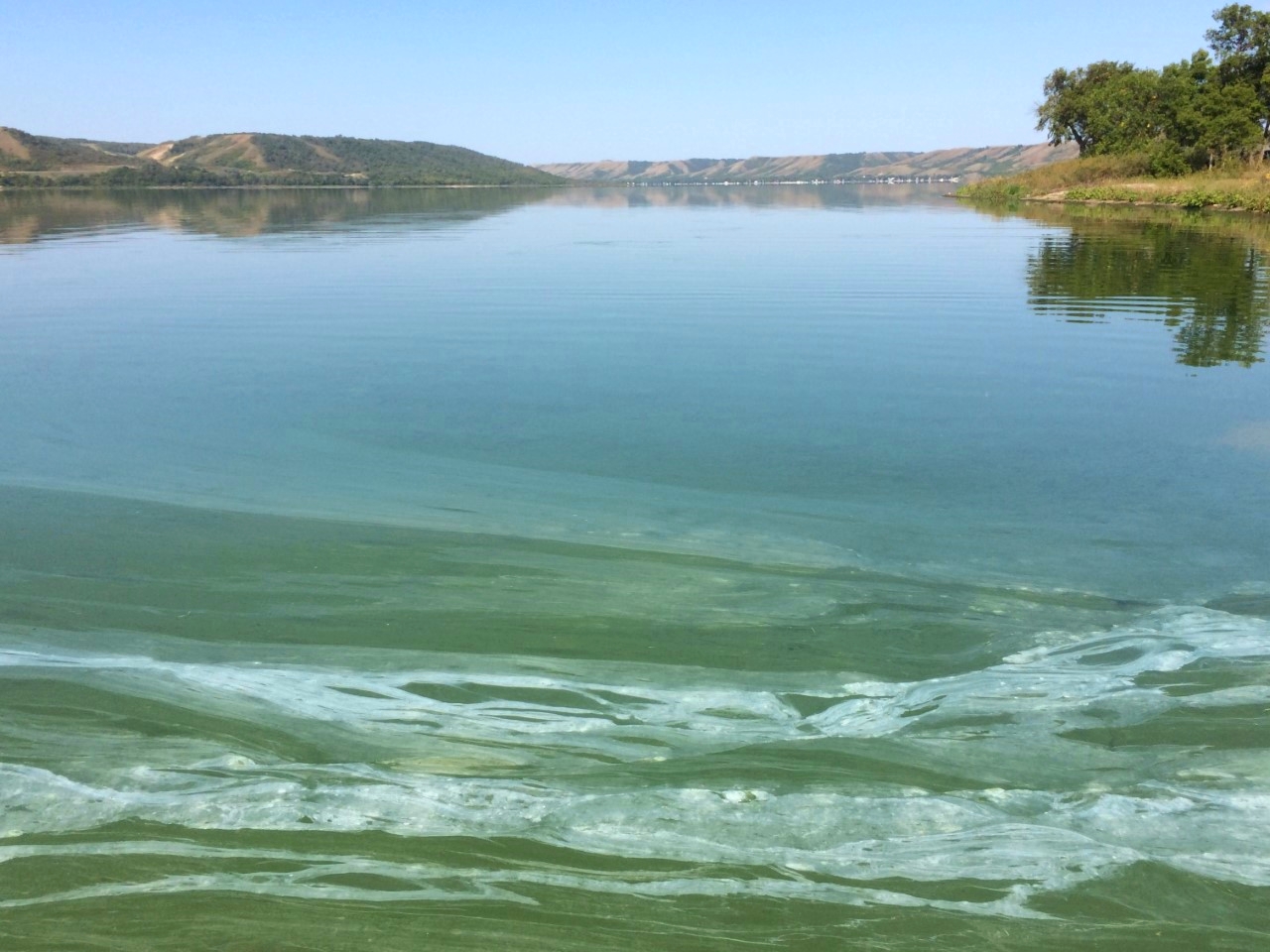ALGAE