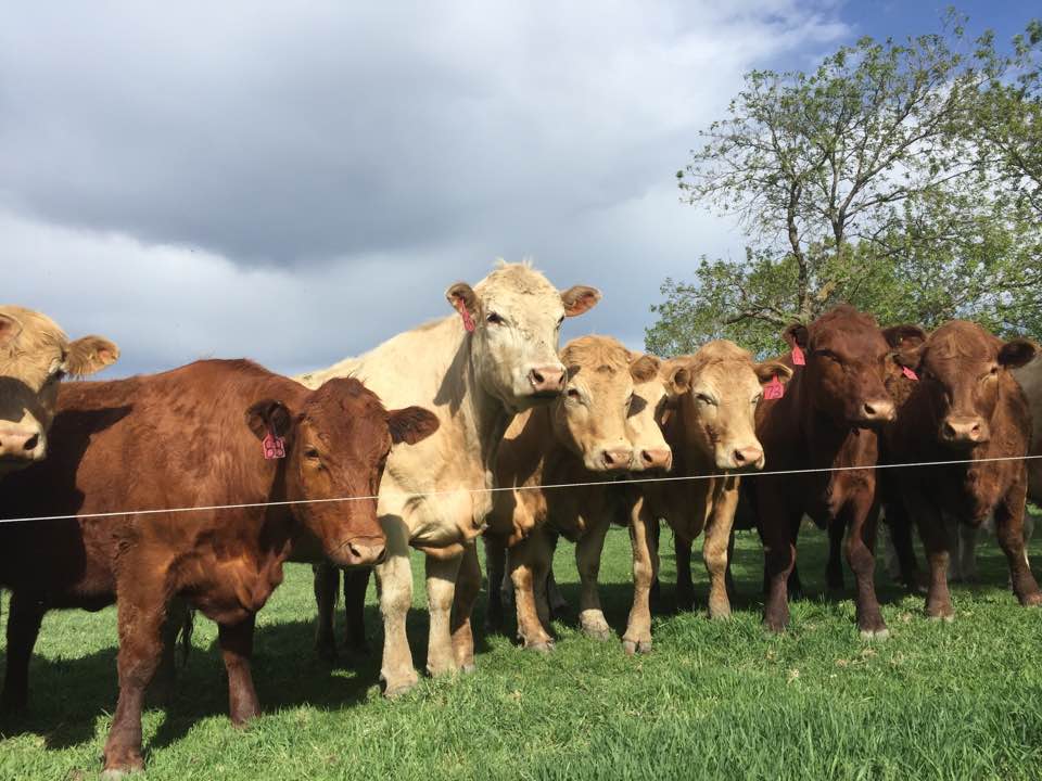 six cows lined up in a green pasture looking over a barbed wire fence