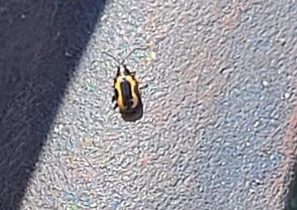 Flea Beetles in crops