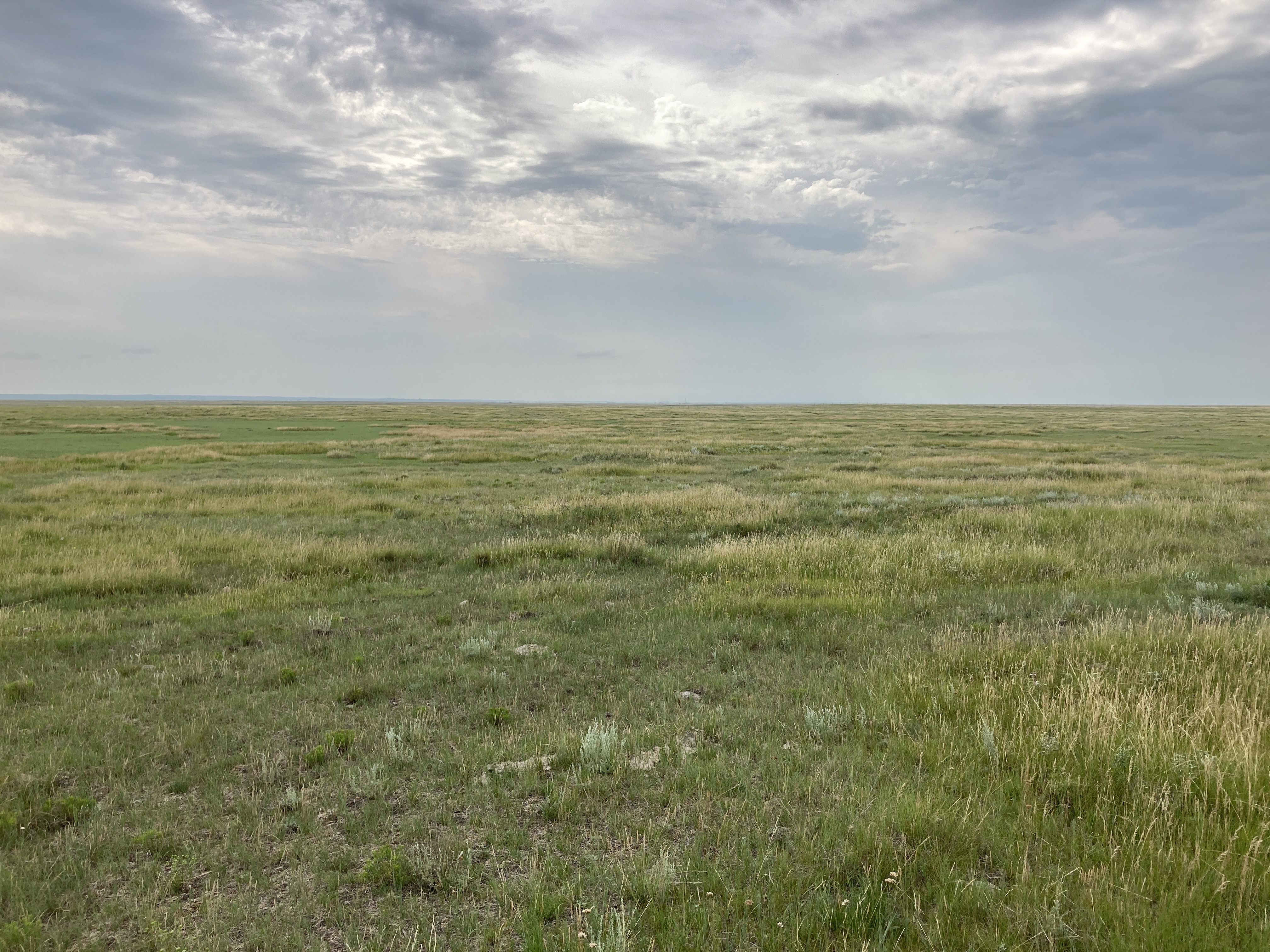 Pasture