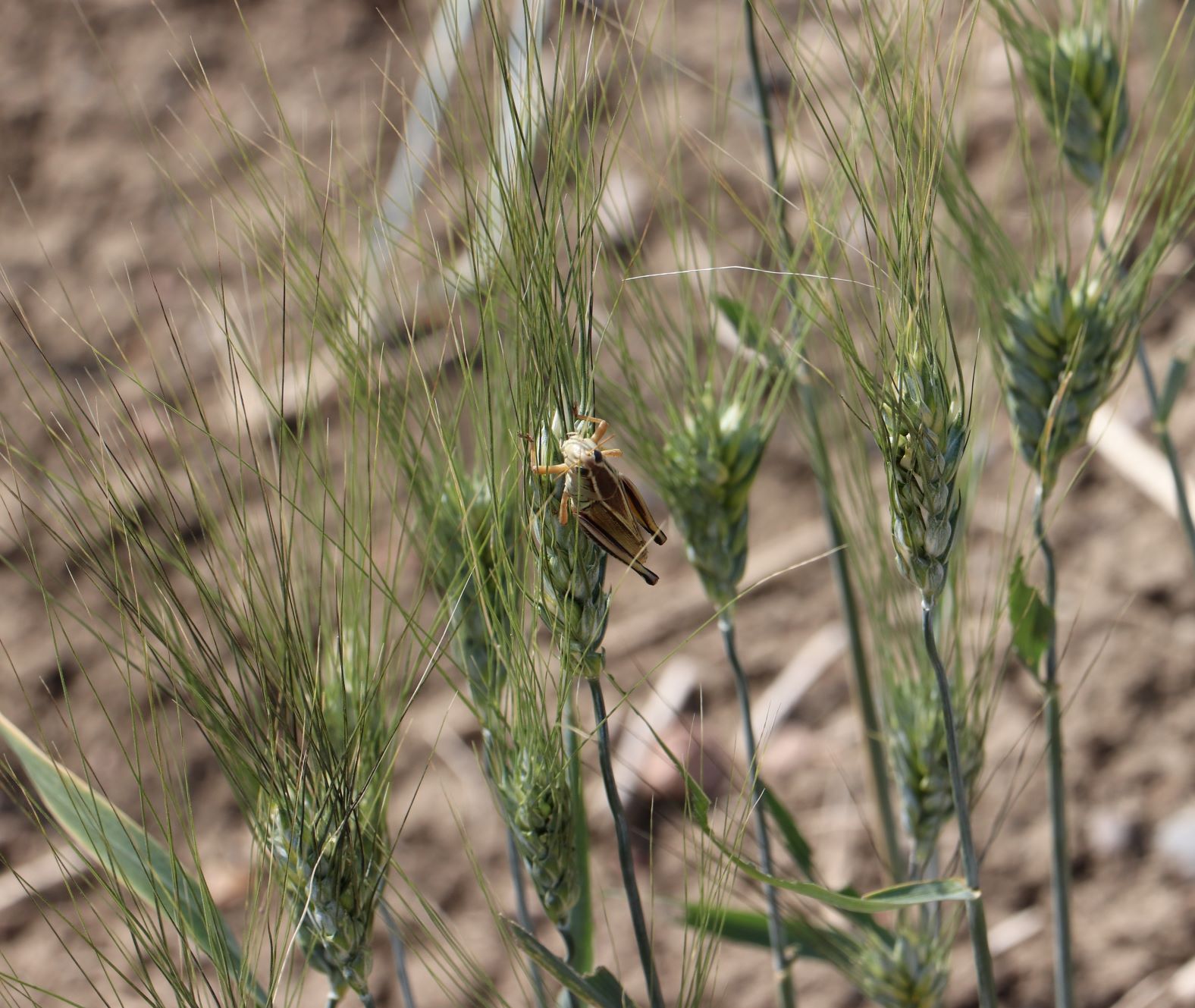 grasshopper on a wheat stem