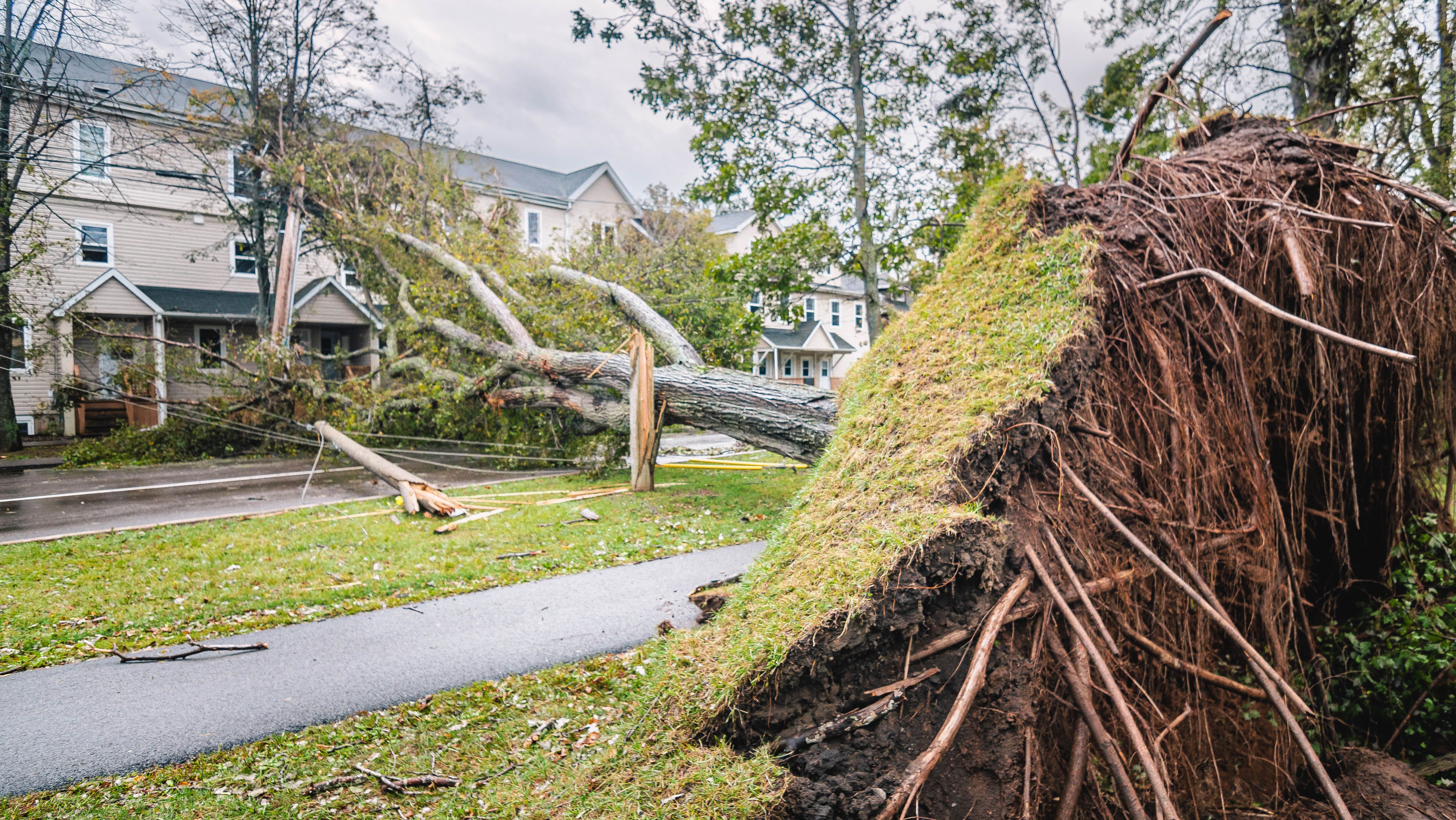 A big tree fell on a house in P.E.I. after Hurricane Fiona. 