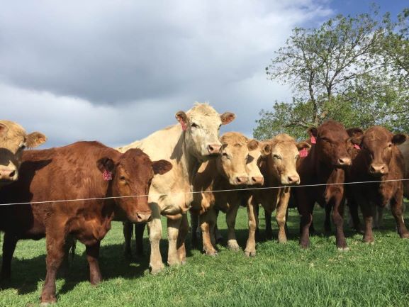 cattle in pasture standing at the fence
