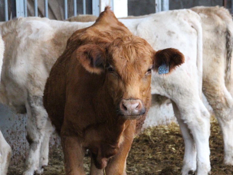 two steers up for sale in the auction ring