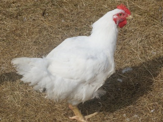 Chicken outside in the yard.
