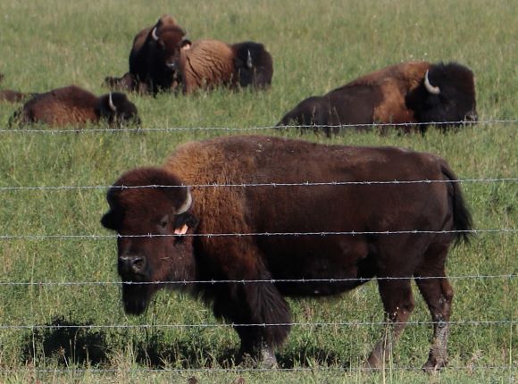 Bison standing in pasture