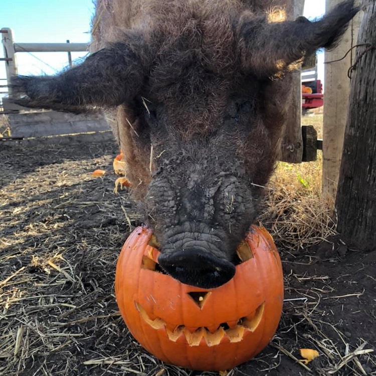 pig eating pumpkin