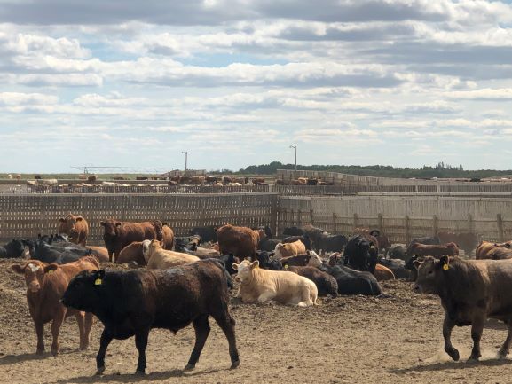 cattle in a feedlot