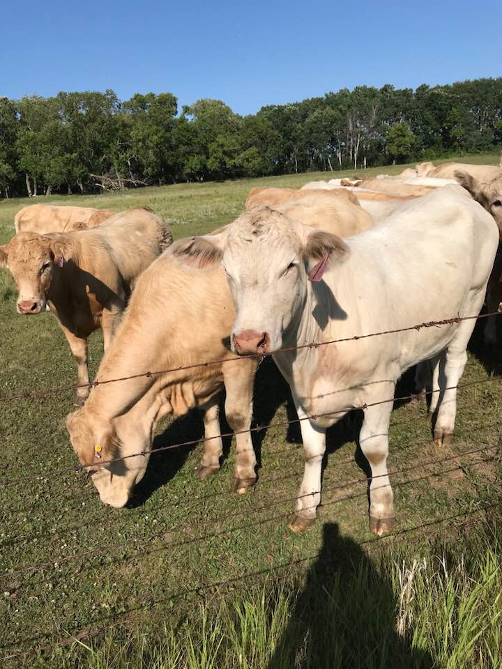 Charolais cattle grazing in a pasture