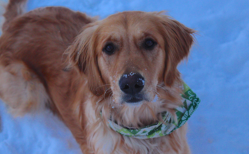 Golden Retriever in the snow