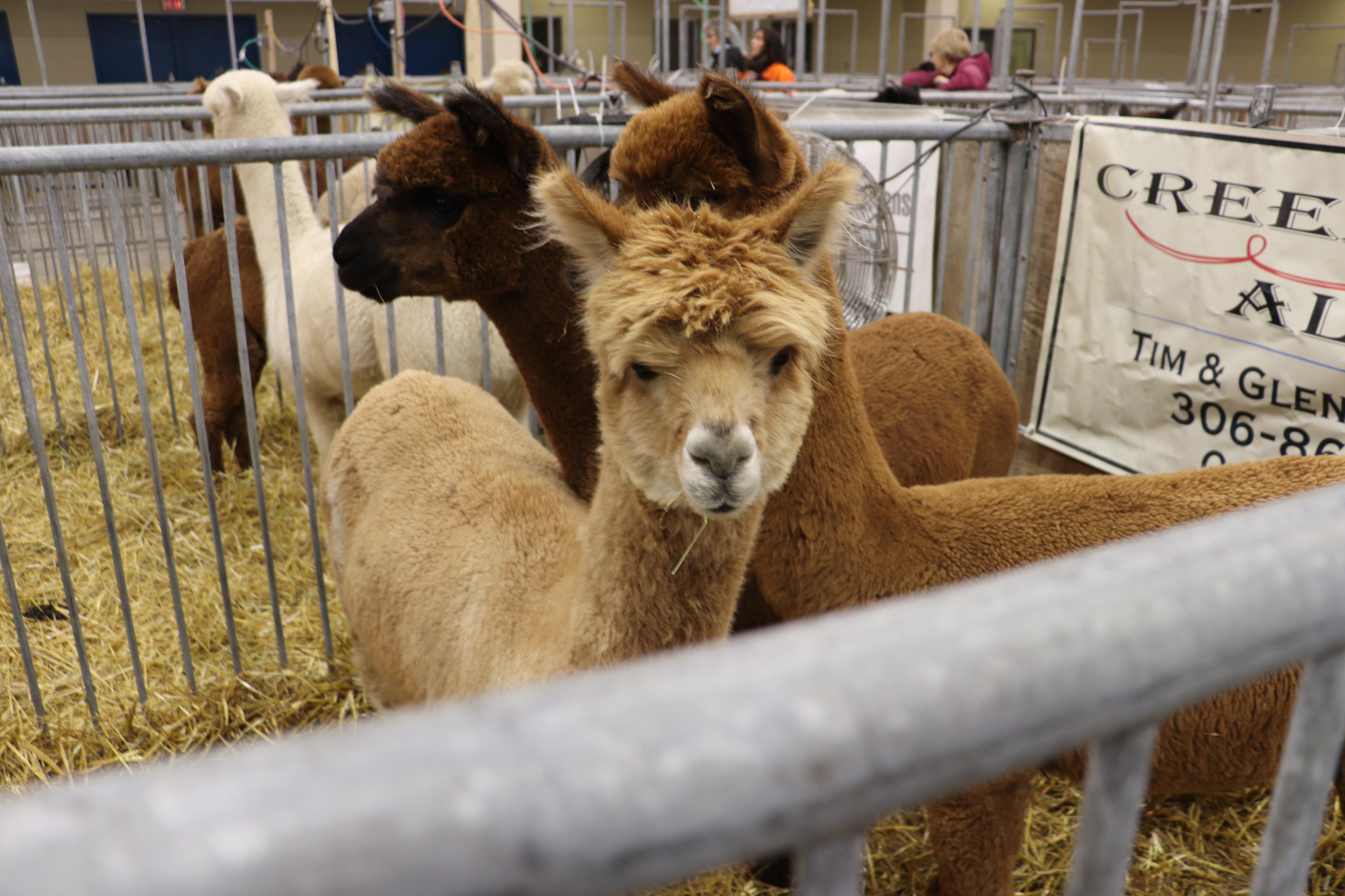 Alpaca's on display at Agribition