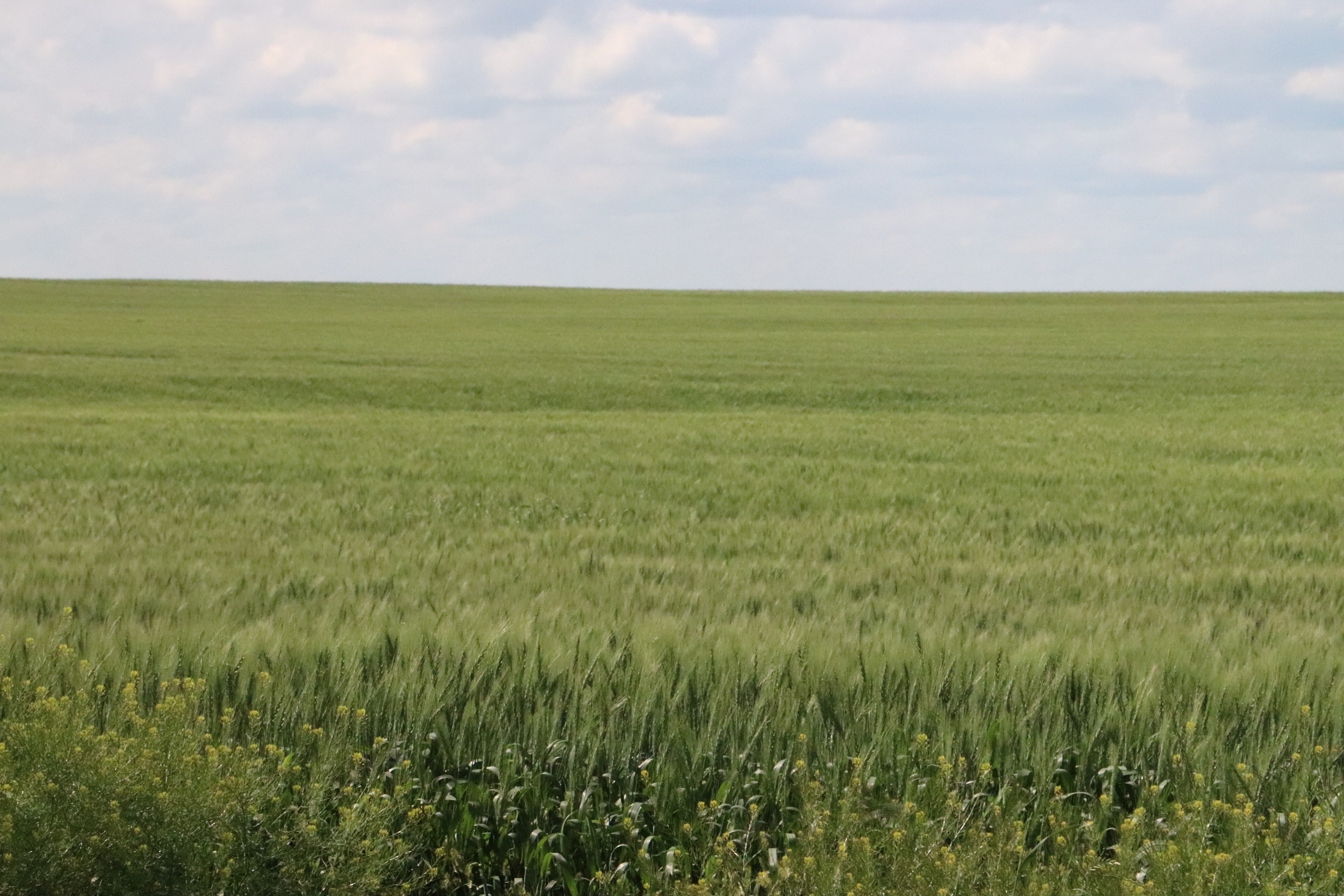 winter wheat field heading out in July