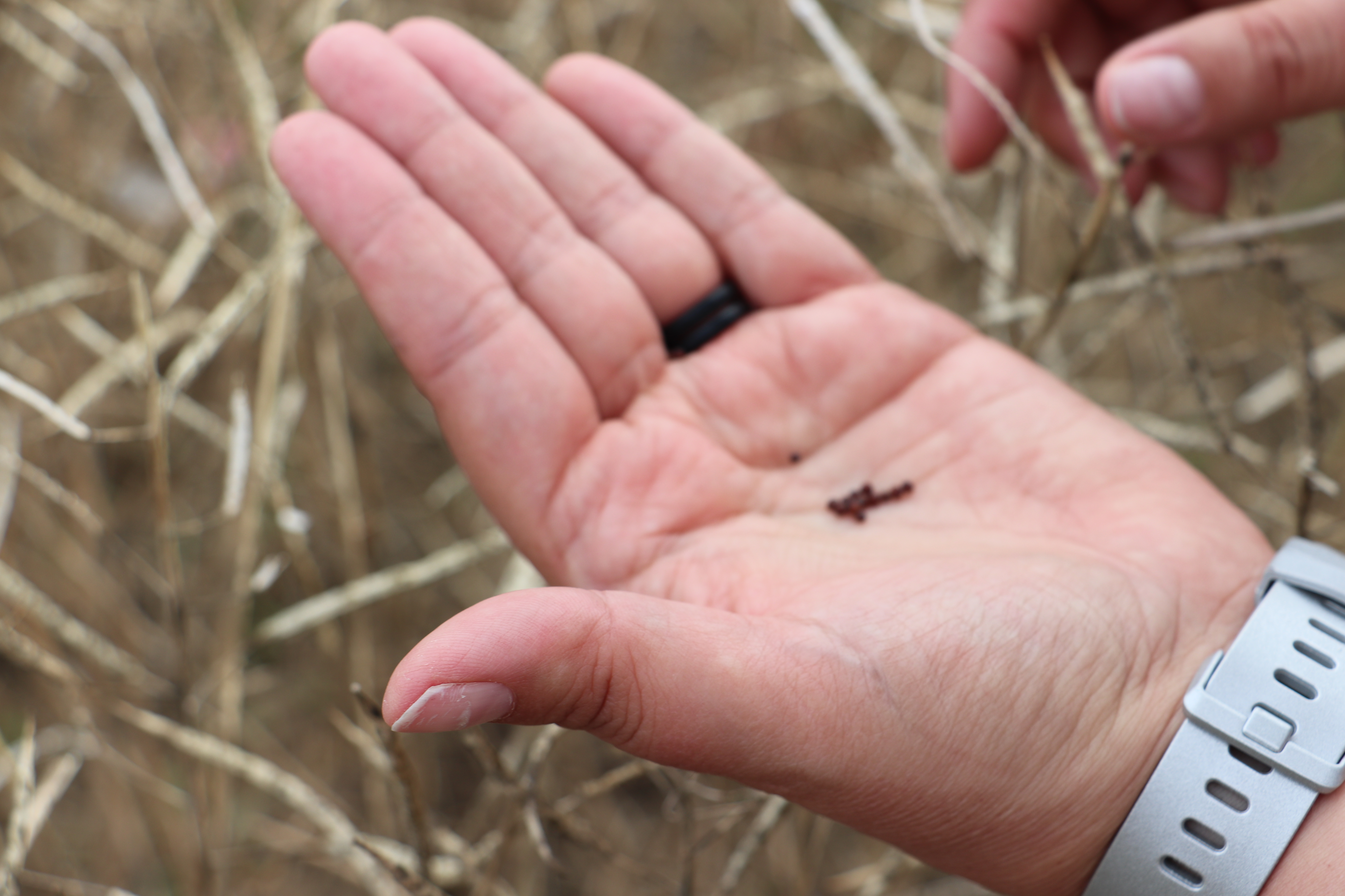 hand holding canola seeds