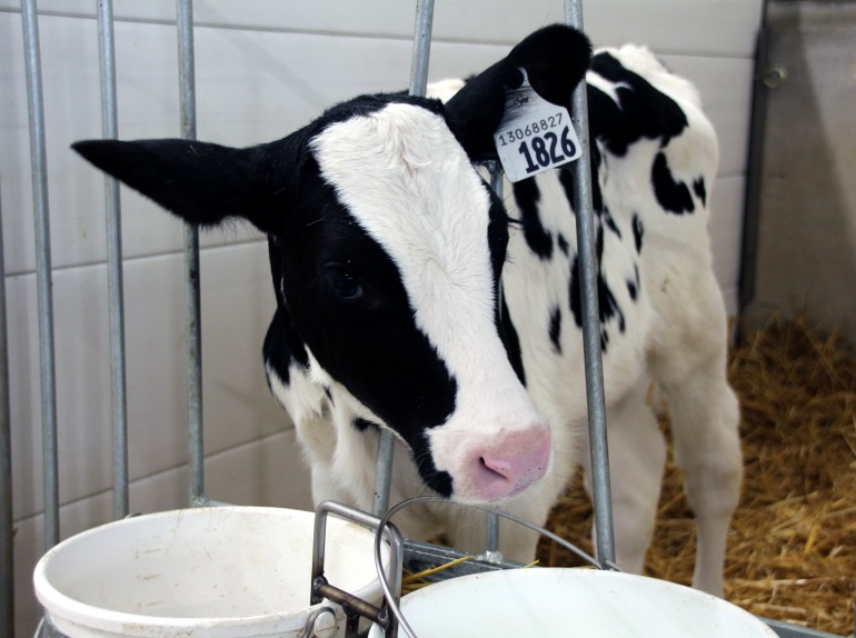 dairy calf standing by a pail