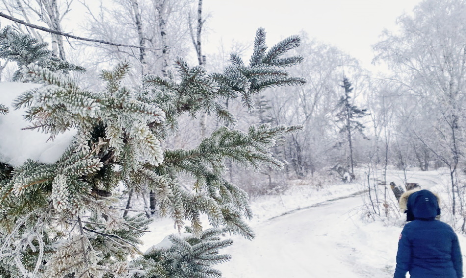 Frosted tree.
