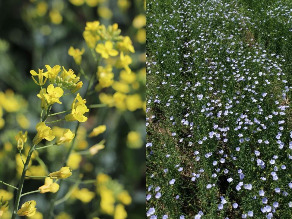 Canola plant in flower beside picture of flax