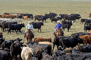 Ranch women on horseback working cattle