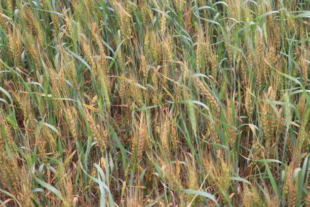winter wheat field starting to turn in July