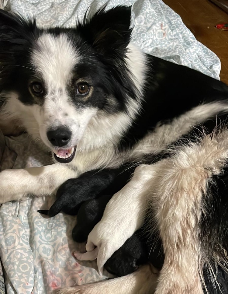 annie and pups