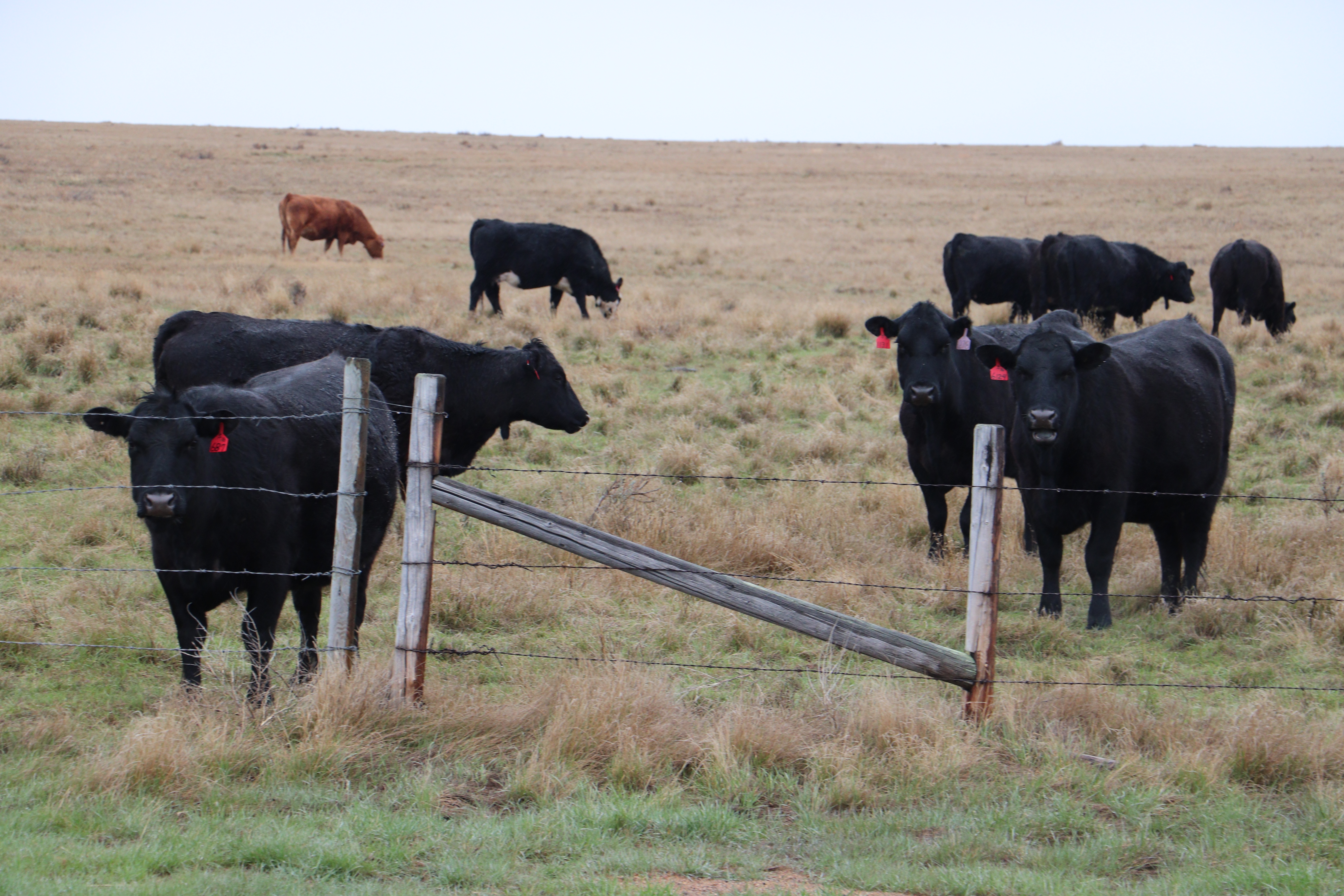cattle in pasture