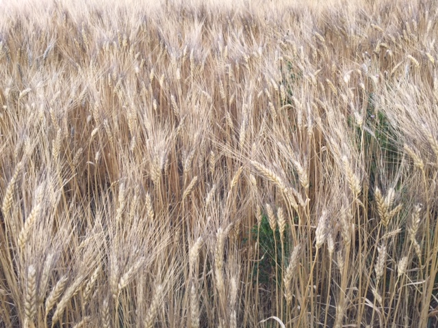 durum crop